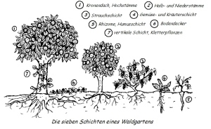 Waldgartenprinzip